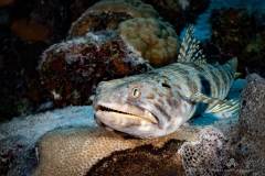 Bonaire2023-193