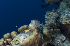 Curacao2022-366