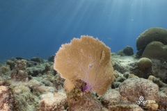 Curacao2022-381