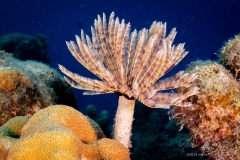 Curacao2025-106