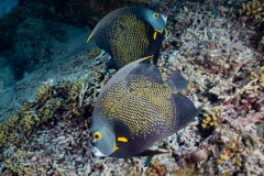 Curacao2025-114