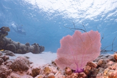 Curacao2025-122