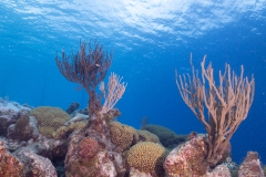 Curacao2025-123