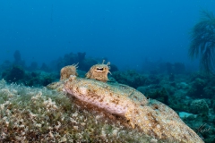 Curacao2025-132
