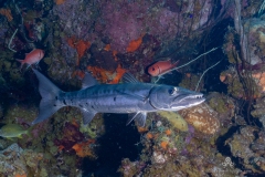Curacao2025-14