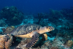 Curacao2025-196