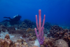 Curacao2025-26