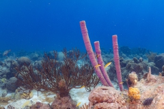 Curacao2025-29