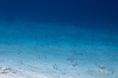 Curacao2025-31