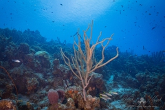Curacao2025-32