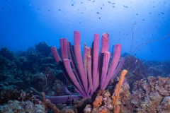 Curacao2025-33
