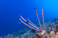 Curacao2025-37