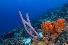 Curacao2025-57