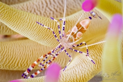 Curacao2025-68