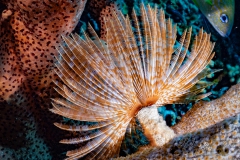Curacao2025-71