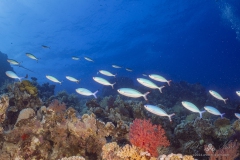 Aegypten-SomaBay-Juni2024-156