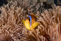 Aegypten_Nov2024-5