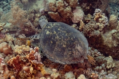 SomaBayNov2025-96