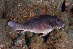 Madeira2026-108
