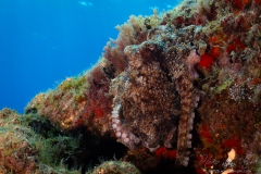 Madeira2026-122