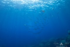 Madeira2026-126