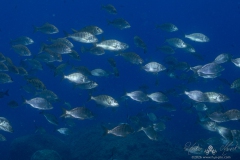 Madeira2026-127
