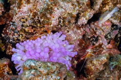 Madeira2026-23