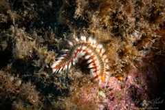 Madeira2026-25