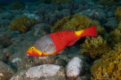 Madeira2026-97
